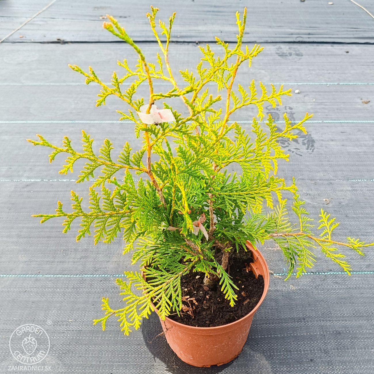 Obrázok Tuja západná (Thuja occidentalis) ´BRABANT´ - výška 20-40 cm, kont. C2L